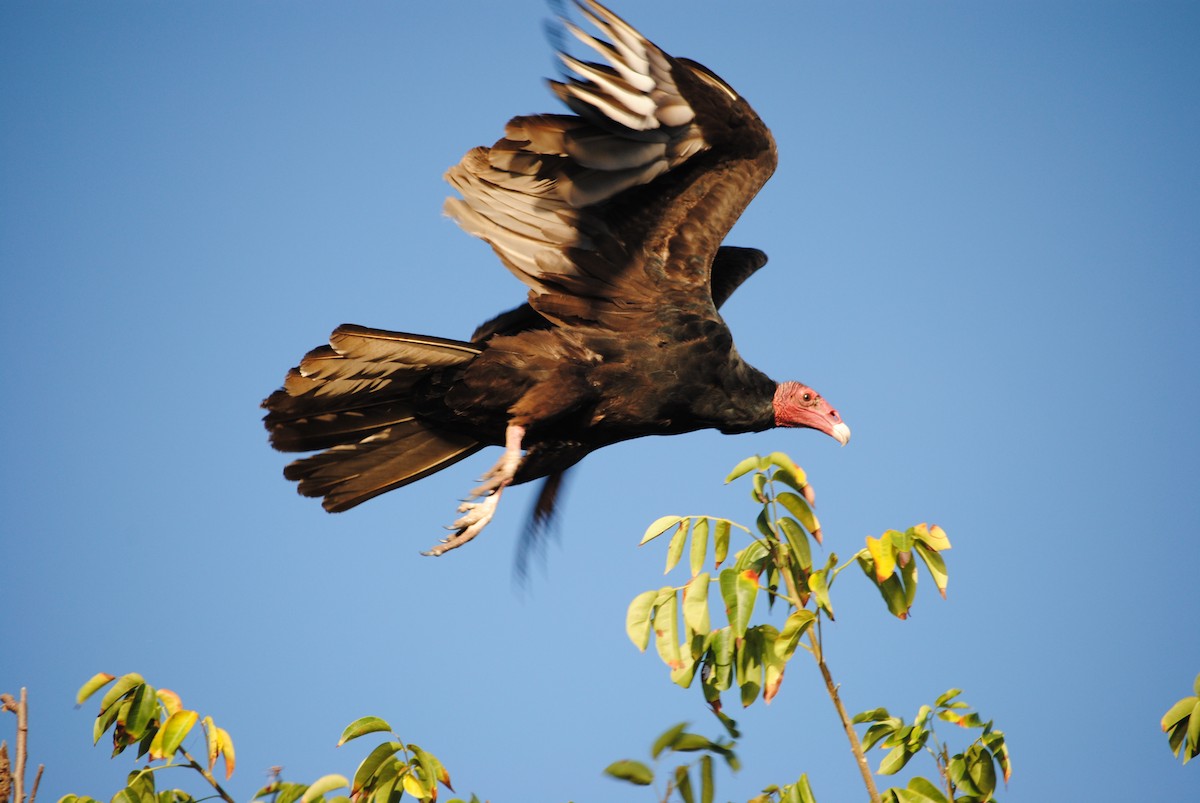 Turkey Vulture - ML186618861
