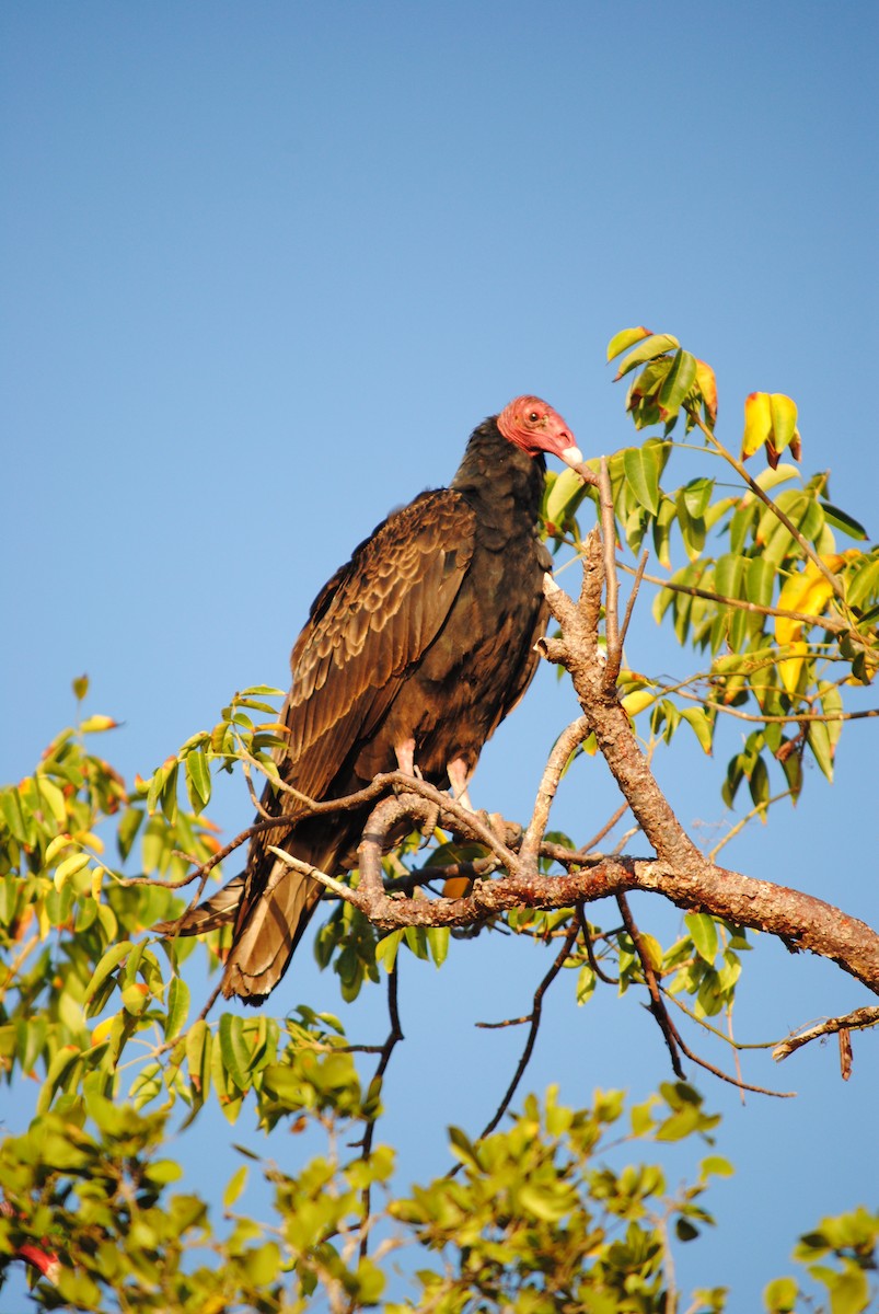 Turkey Vulture - ML186618891