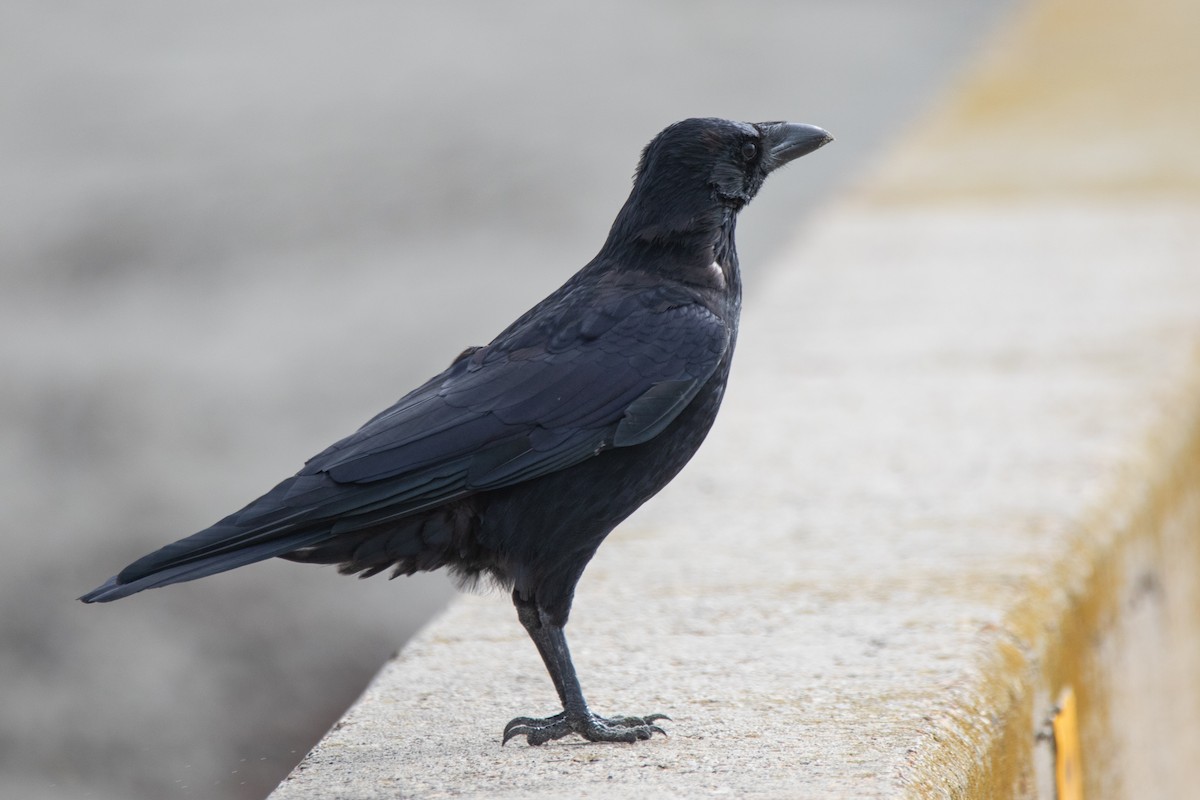 Carrion Crow - ML186620491