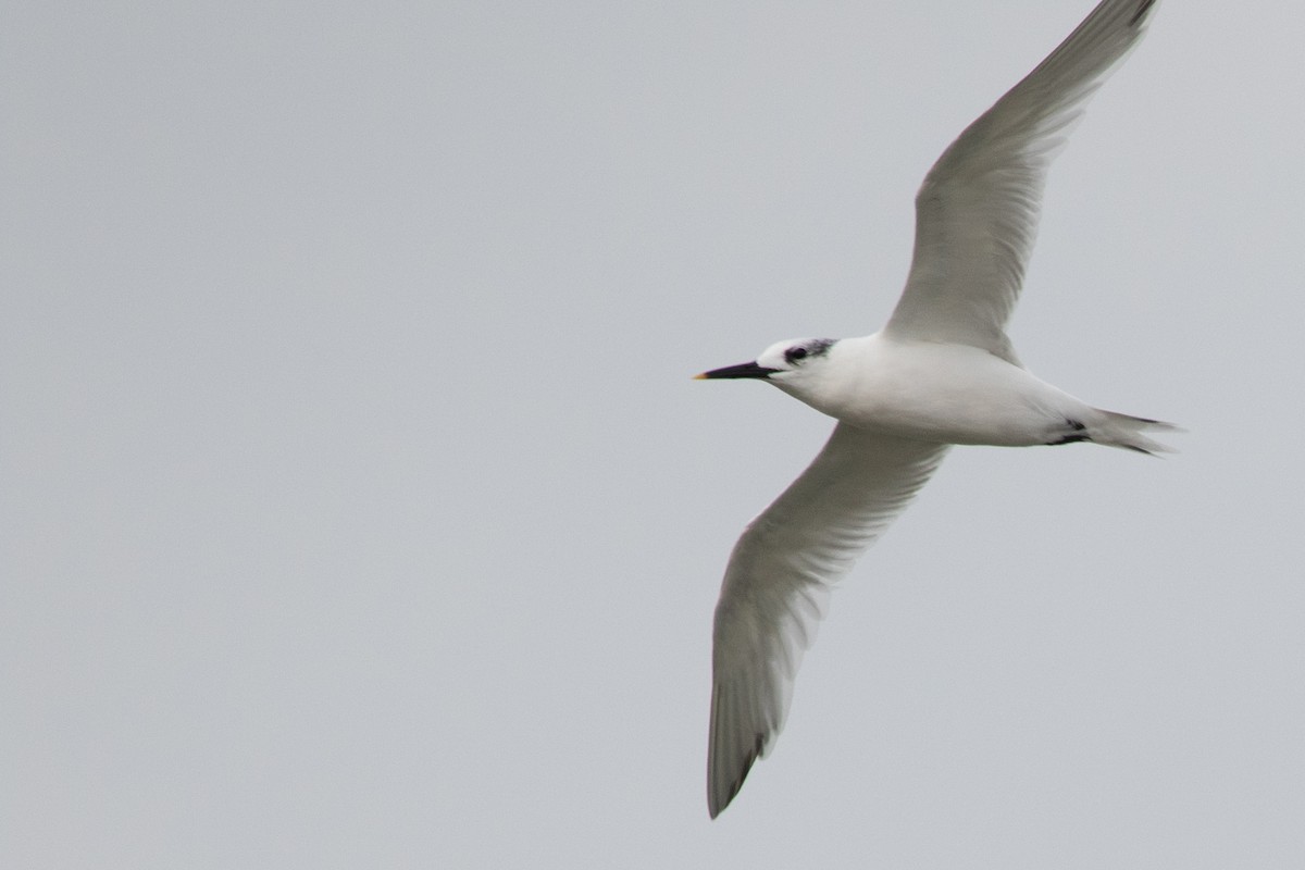 Sandwich Tern - ML186620531