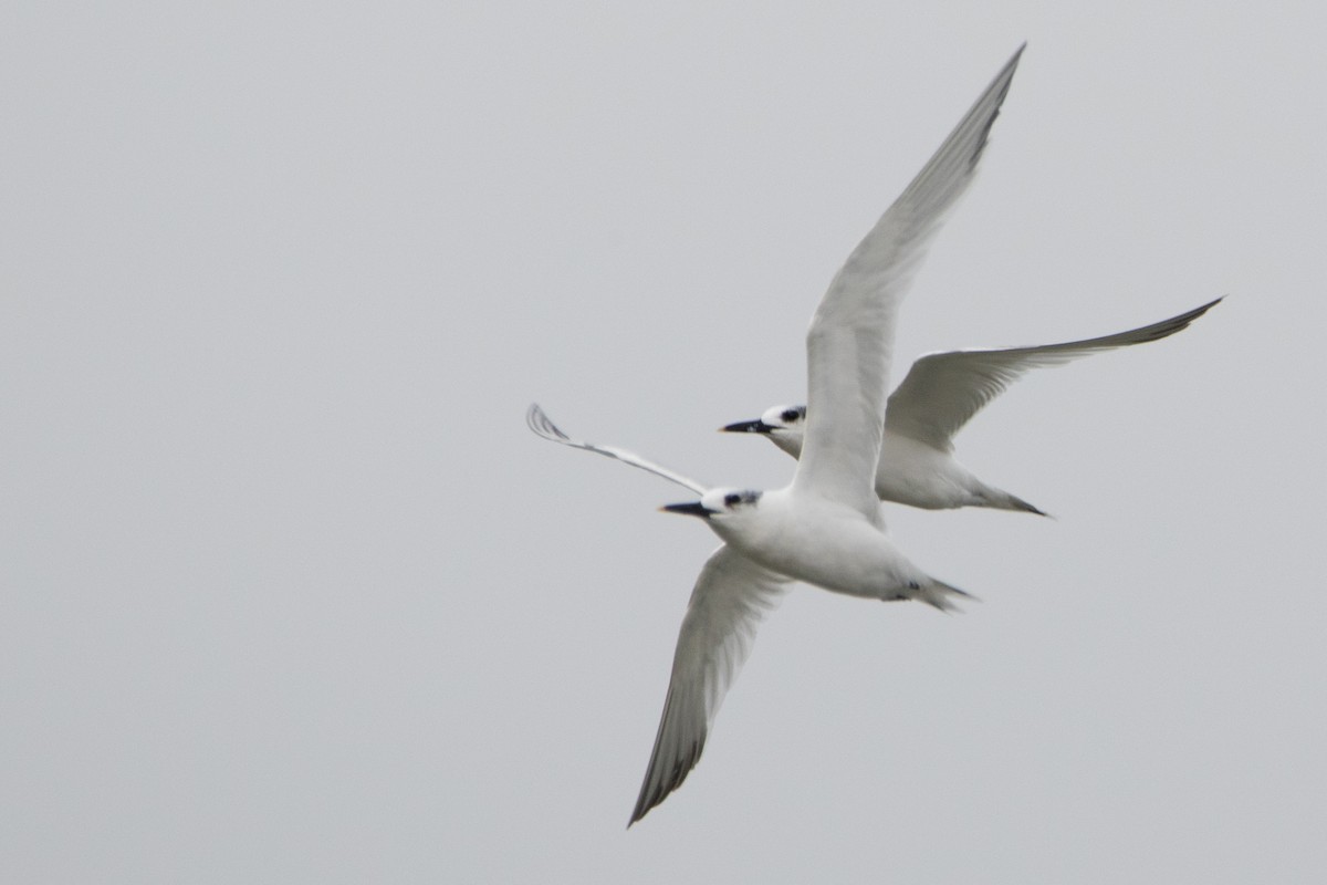 Sandwich Tern - Jeff Hullstrung