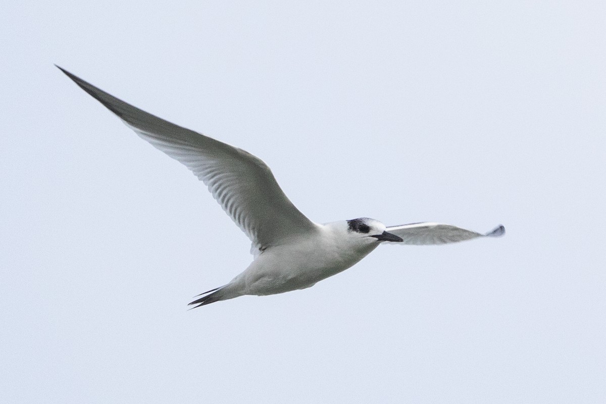 Sandwich Tern - ML186620551