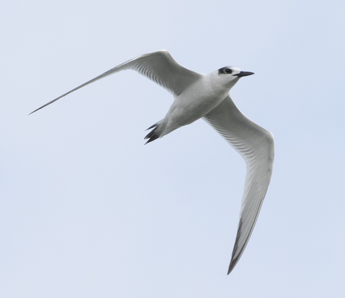 Sandwich Tern - ML186620571