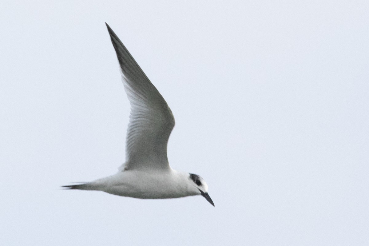 Sandwich Tern - ML186620581