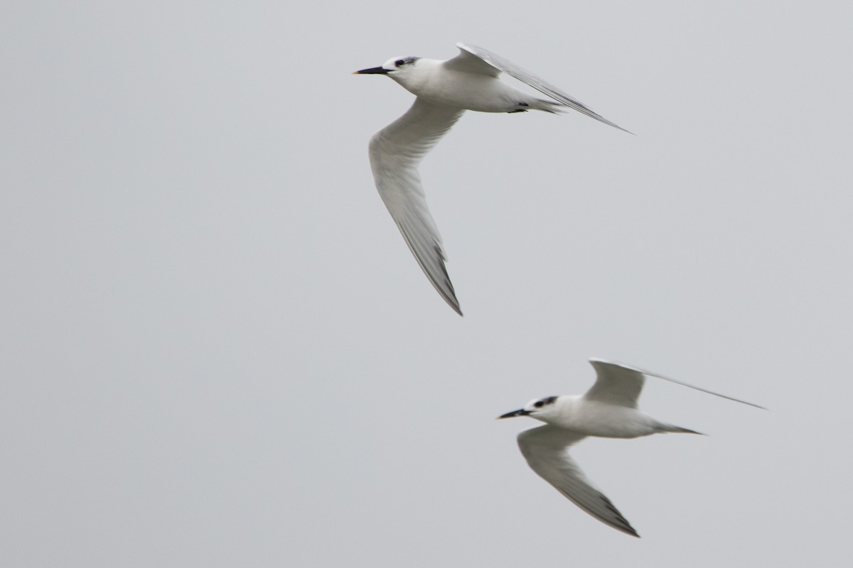 Sandwich Tern - ML186620641