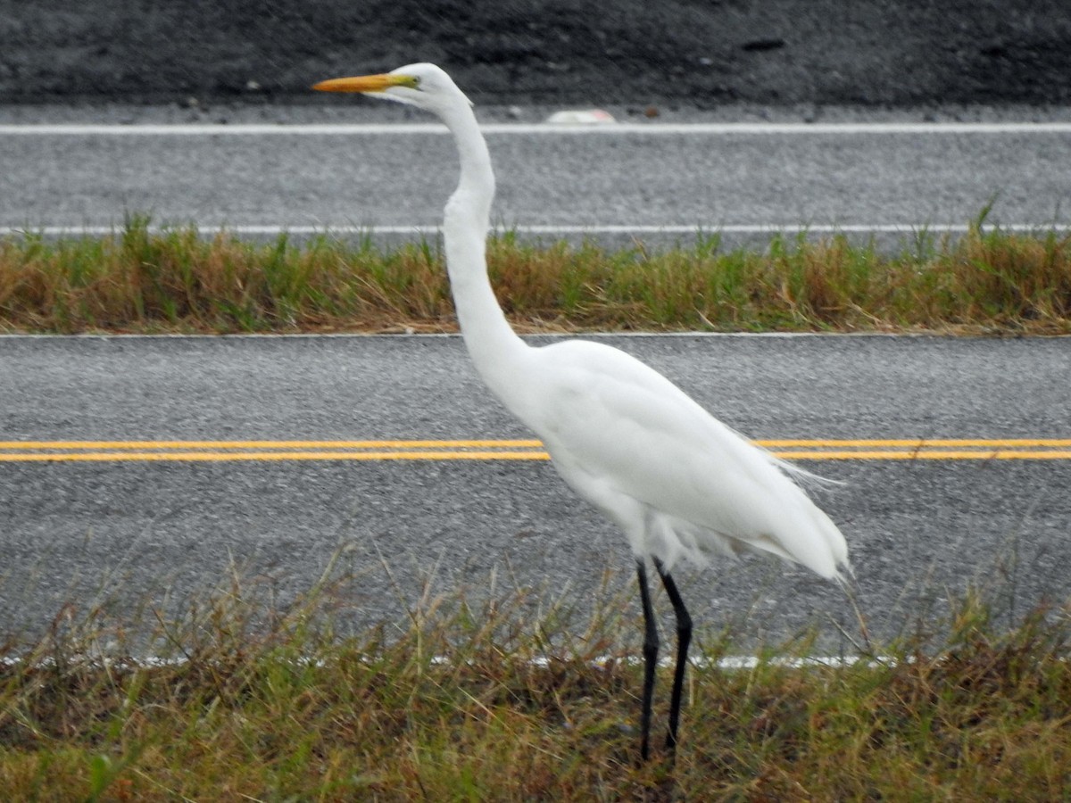 Great Egret - ML186620761