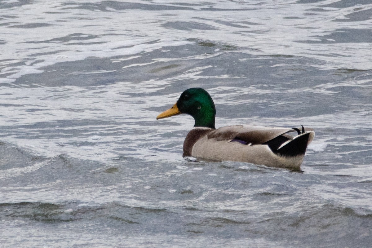 Mallard - Jeff Hullstrung