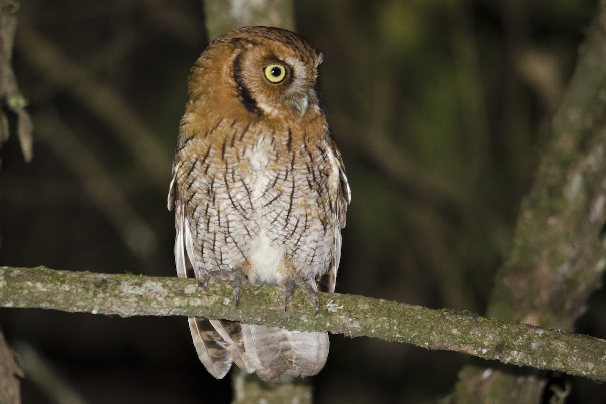 Tropical Screech-Owl - ML186621131