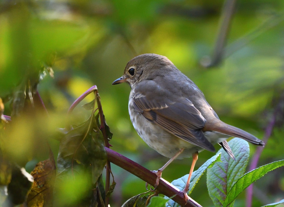 Hermit Thrush - ML186621541