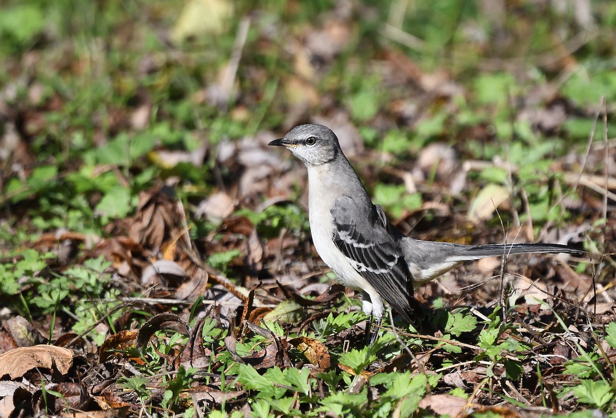 Northern Mockingbird - ML186621721