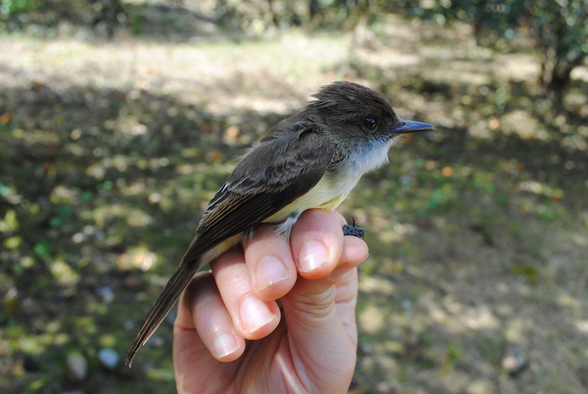 Sad Flycatcher - Alan Kneidel