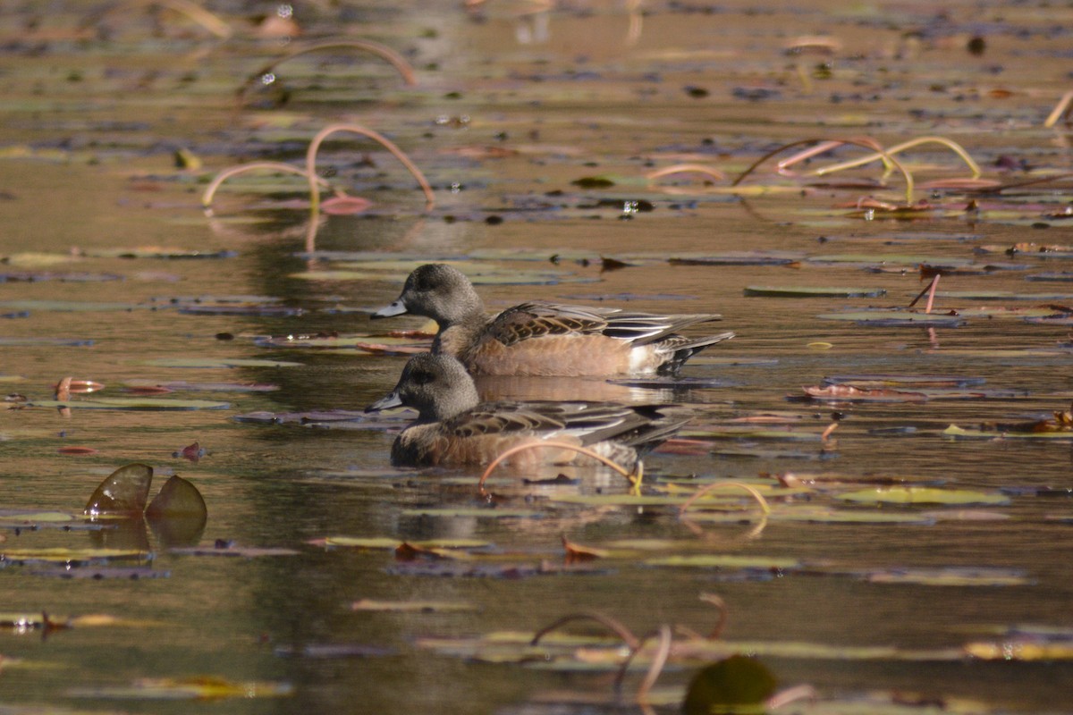 American Wigeon - Steve Dowlan