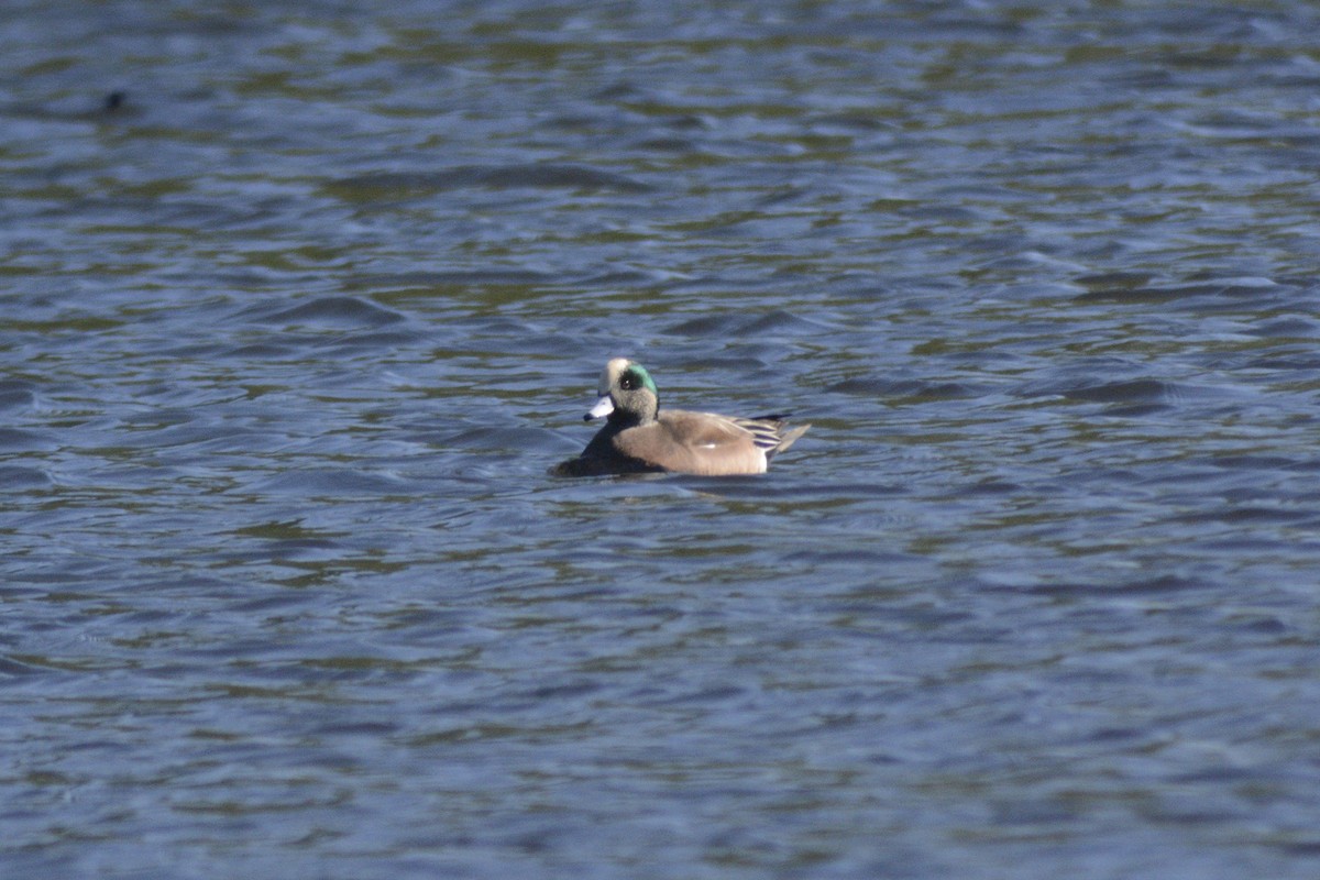 American Wigeon - Steve Dowlan