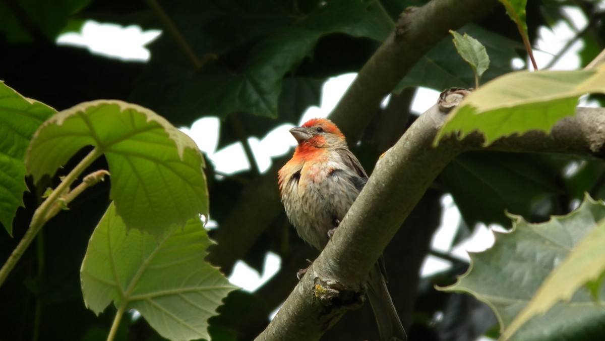 House Finch - ML186624381