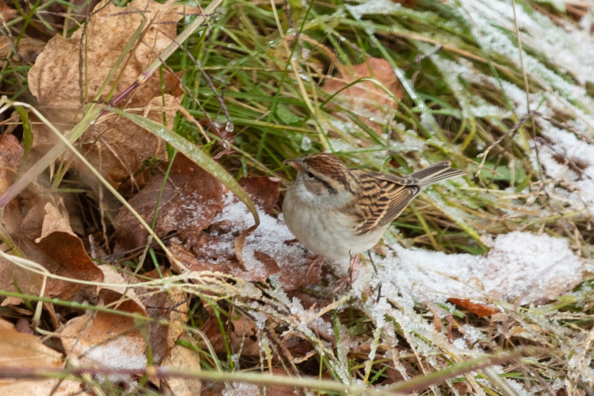 Chipping Sparrow - ML186625361