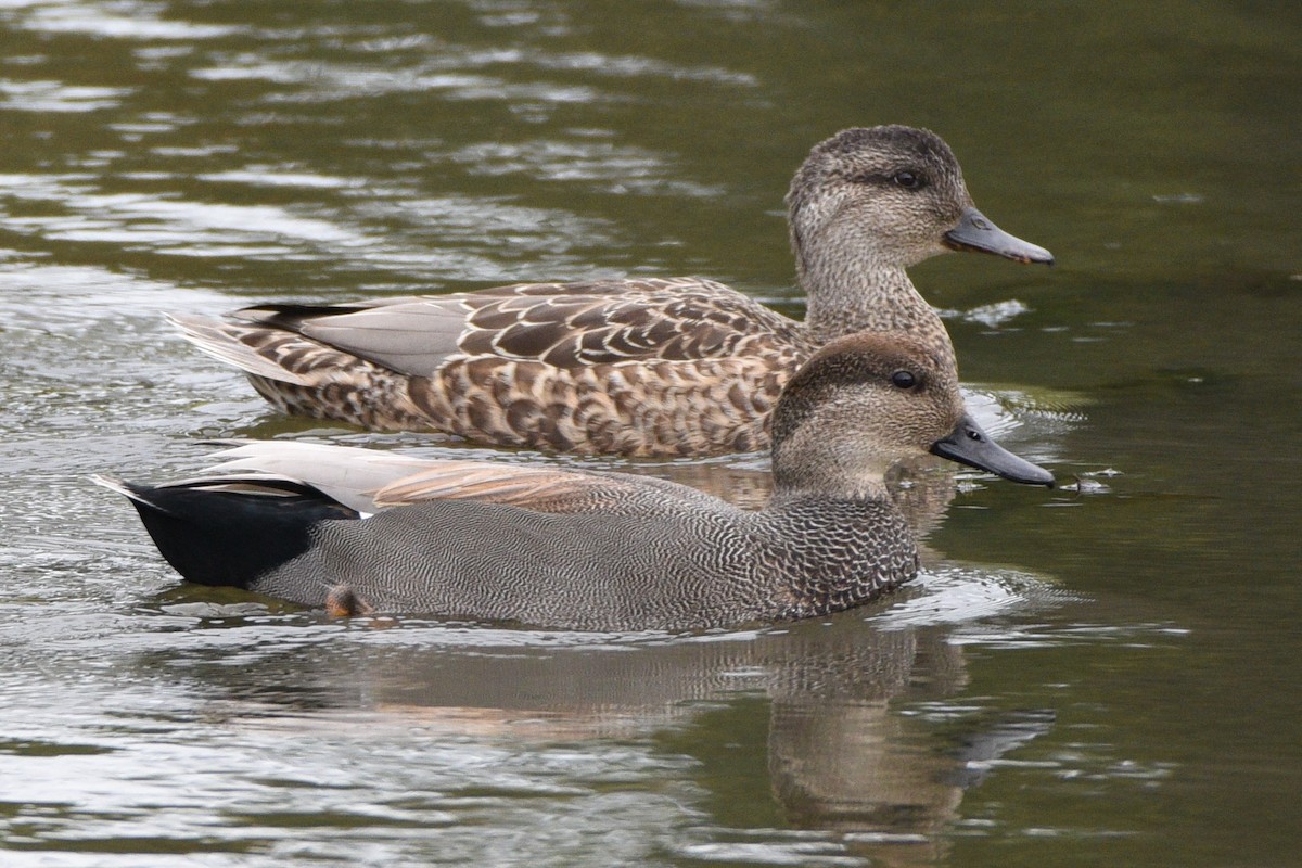 Gadwall - Donna Carter