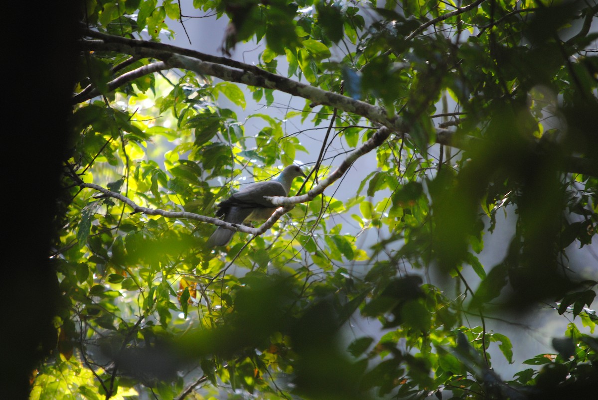 Ring-tailed Pigeon - ML186626711