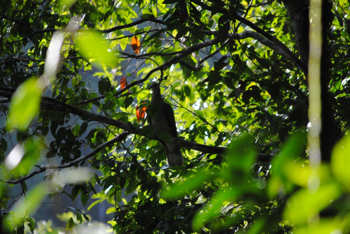 Ring-tailed Pigeon - ML186626721