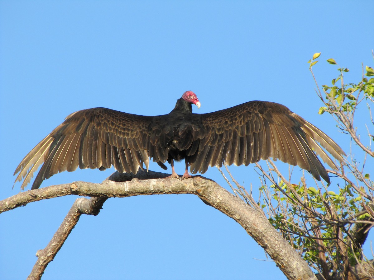 Turkey Vulture - ML186627451