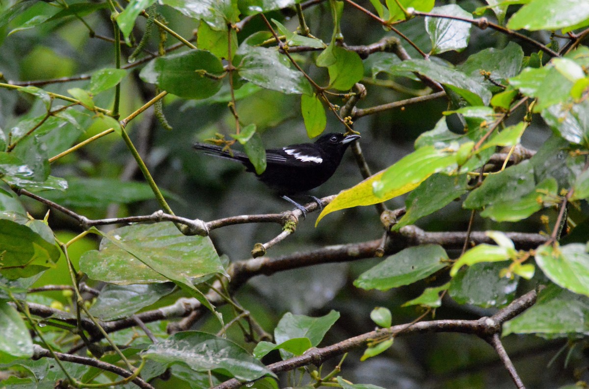 White-shouldered Tanager - ML186627681