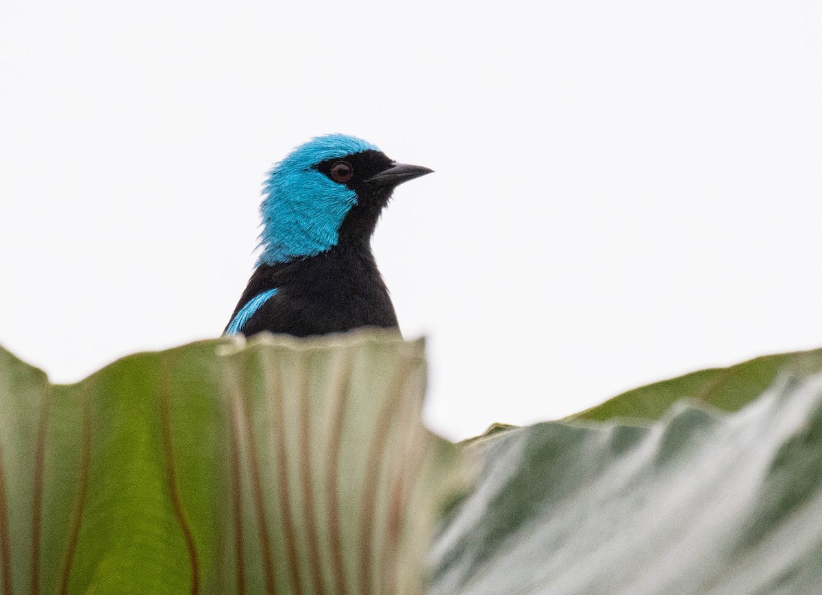 Scarlet-thighed Dacnis - ML186629271