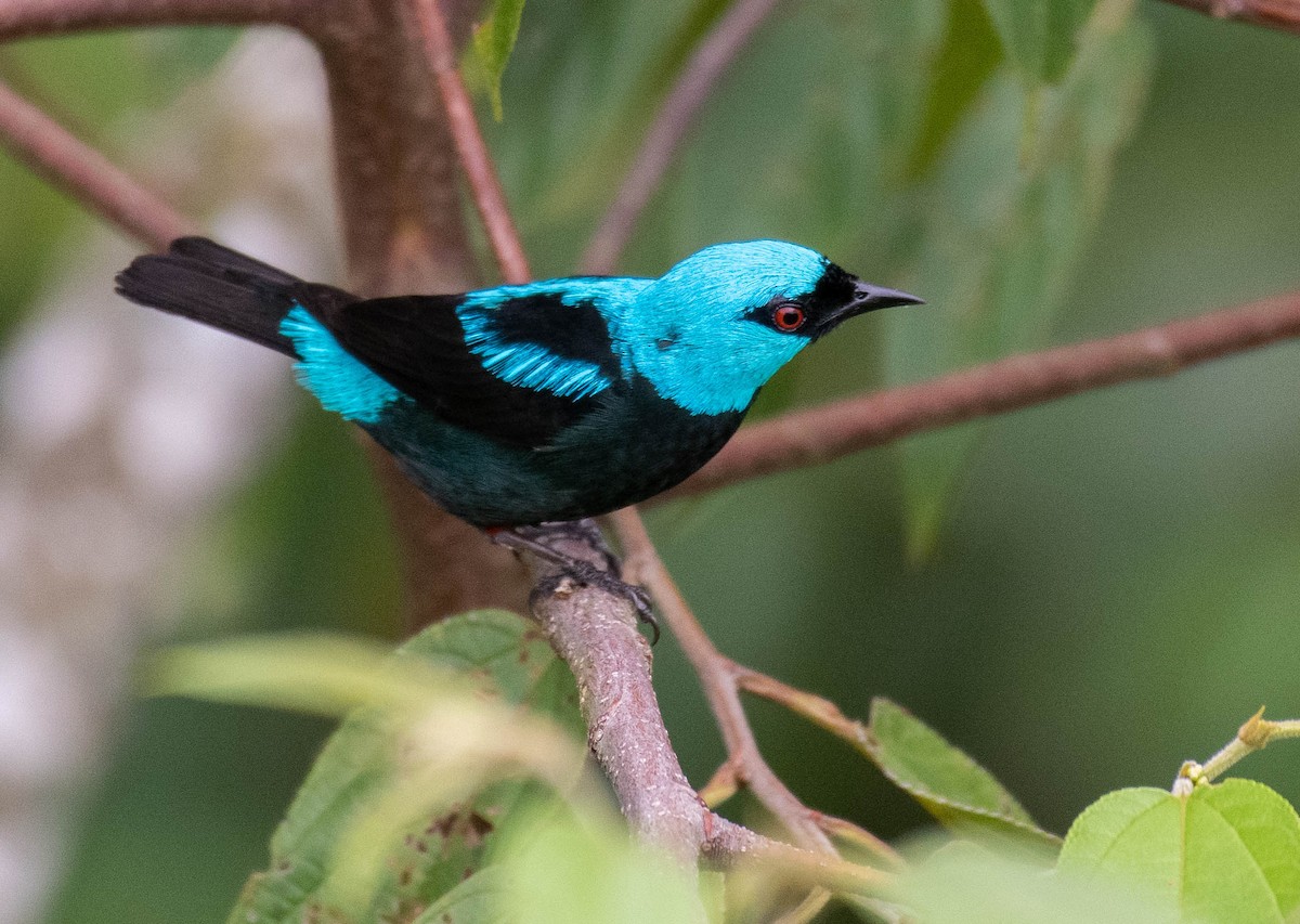 Scarlet-thighed Dacnis - ML186629291