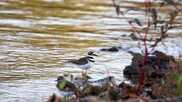 Killdeer - ML186629411