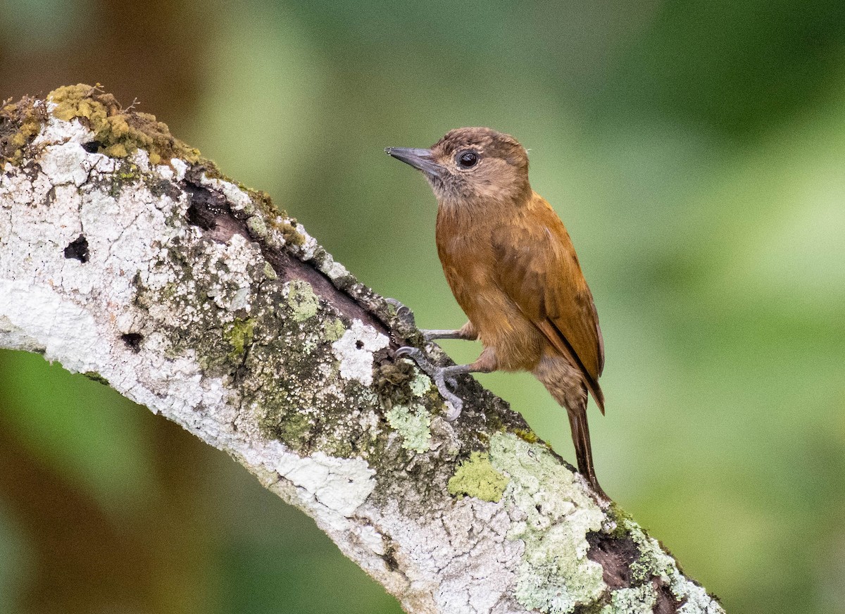 Smoky-brown Woodpecker - ML186629491