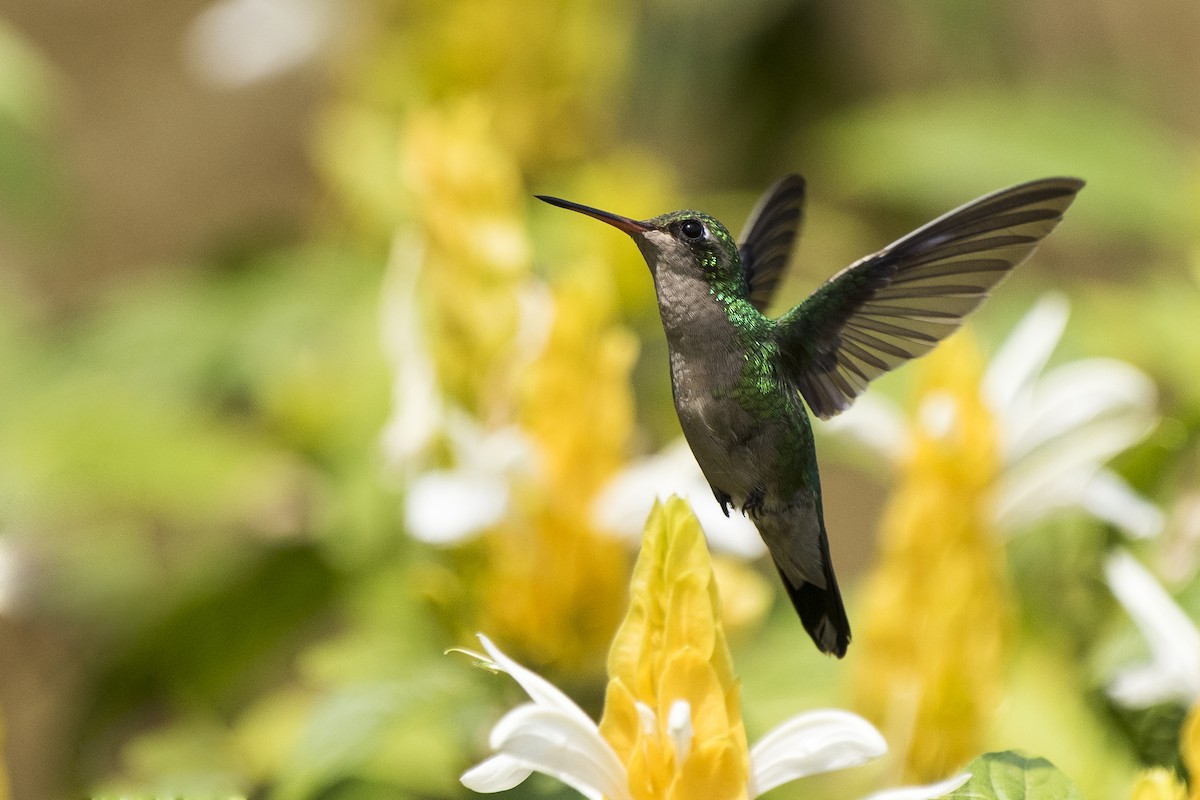 Glittering-bellied Emerald - ML186629521