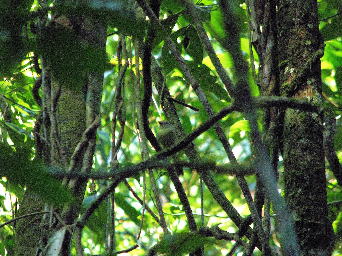 Blue Mountain Vireo - Alan Kneidel