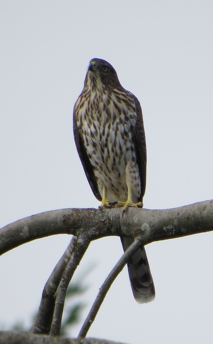 Cooper's Hawk - Marya Moosman