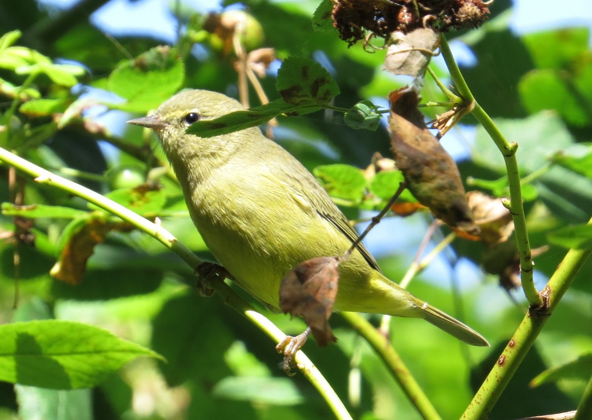 Orange-crowned Warbler - ML186632131