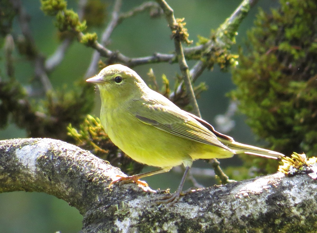 Orange-crowned Warbler - ML186632141