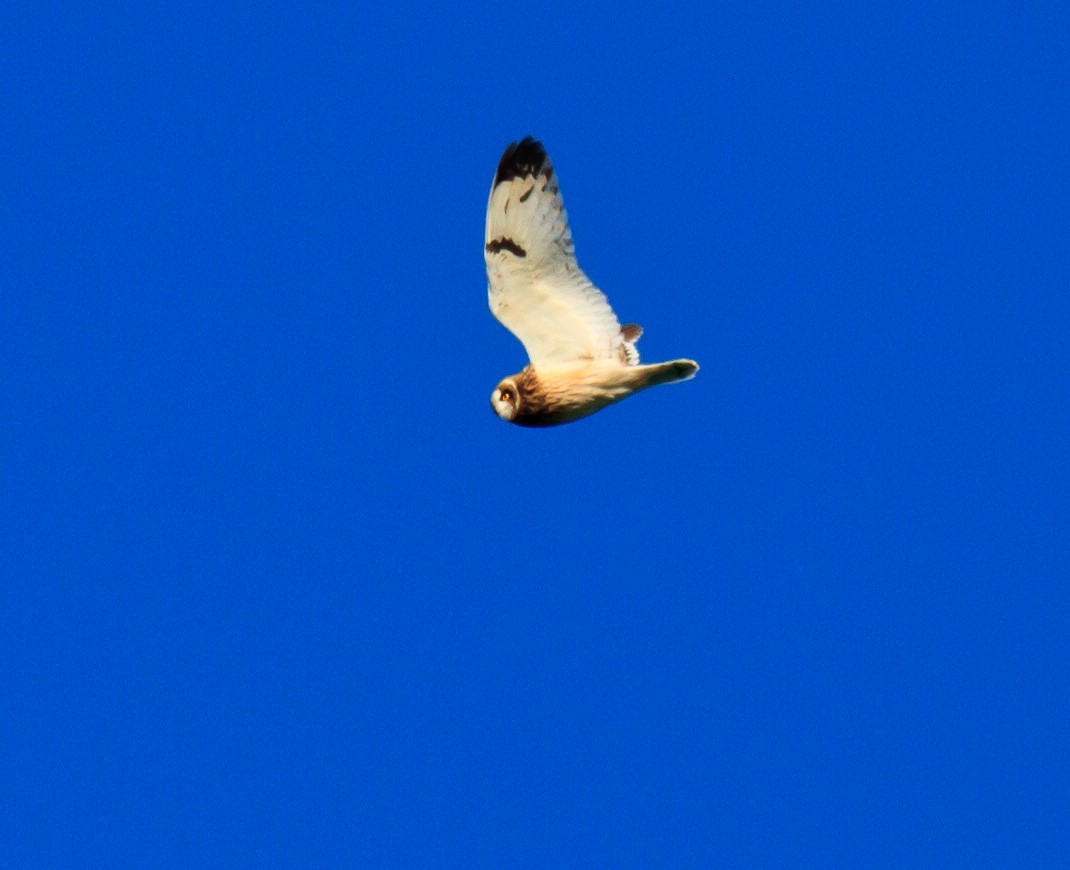 Short-eared Owl - Mike Bouman