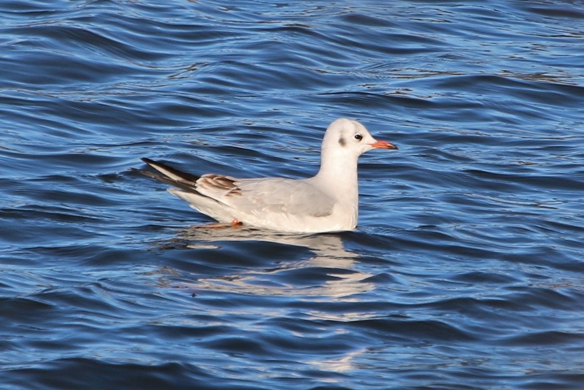 Хүрэн толгойт цахлай - ML186633121