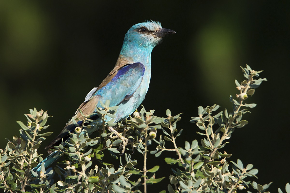 European Roller - Miguel Rouco