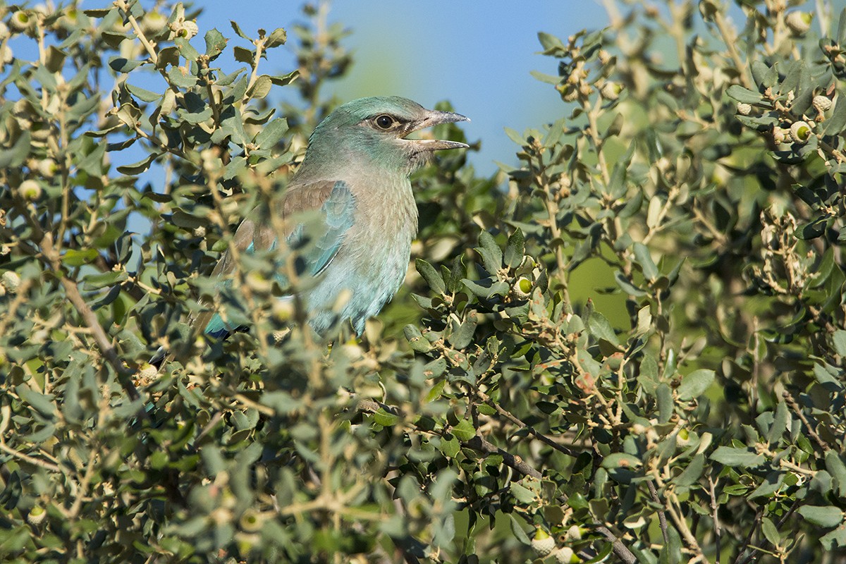 European Roller - Miguel Rouco