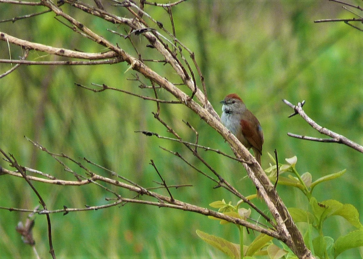 Pale-breasted Spinetail - ML186633451