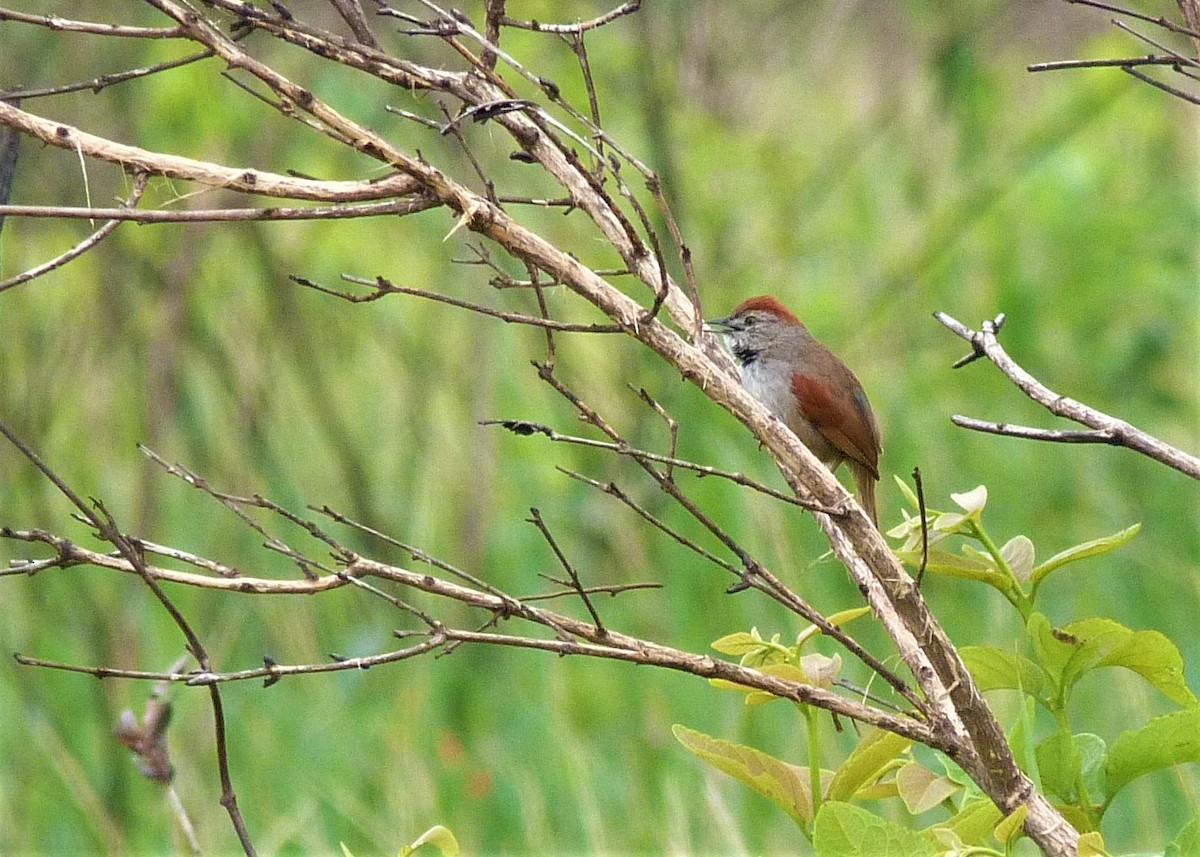 Pale-breasted Spinetail - ML186633461