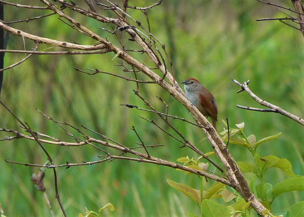 Pale-breasted Spinetail - ML186633471