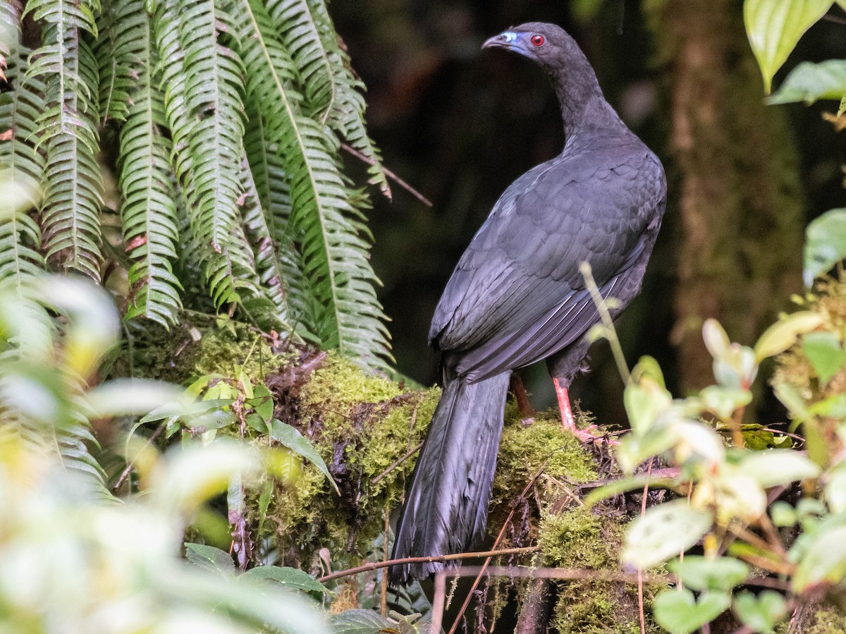 Schwarzguan - ML186633821