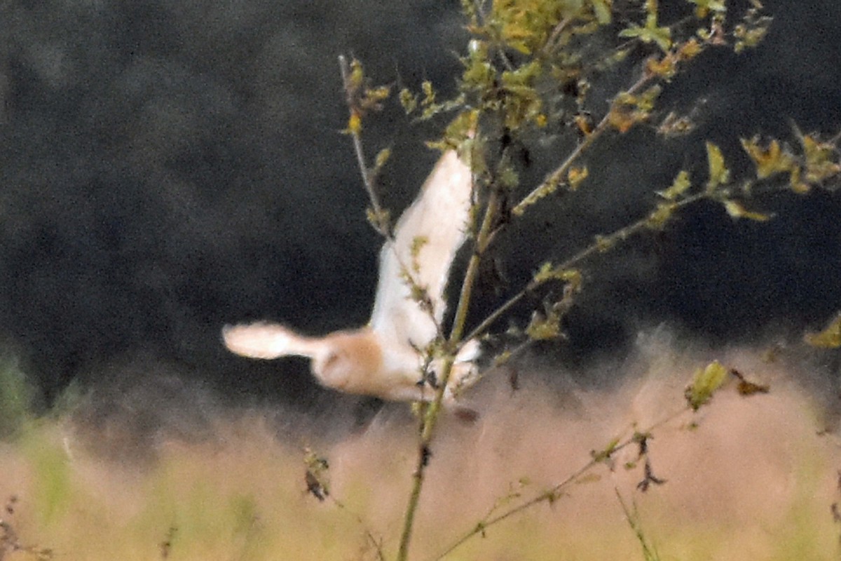 Barn Owl - ML186634621