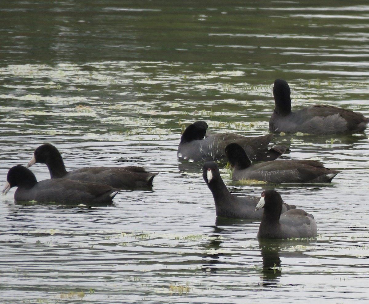 American Coot - ML186635071