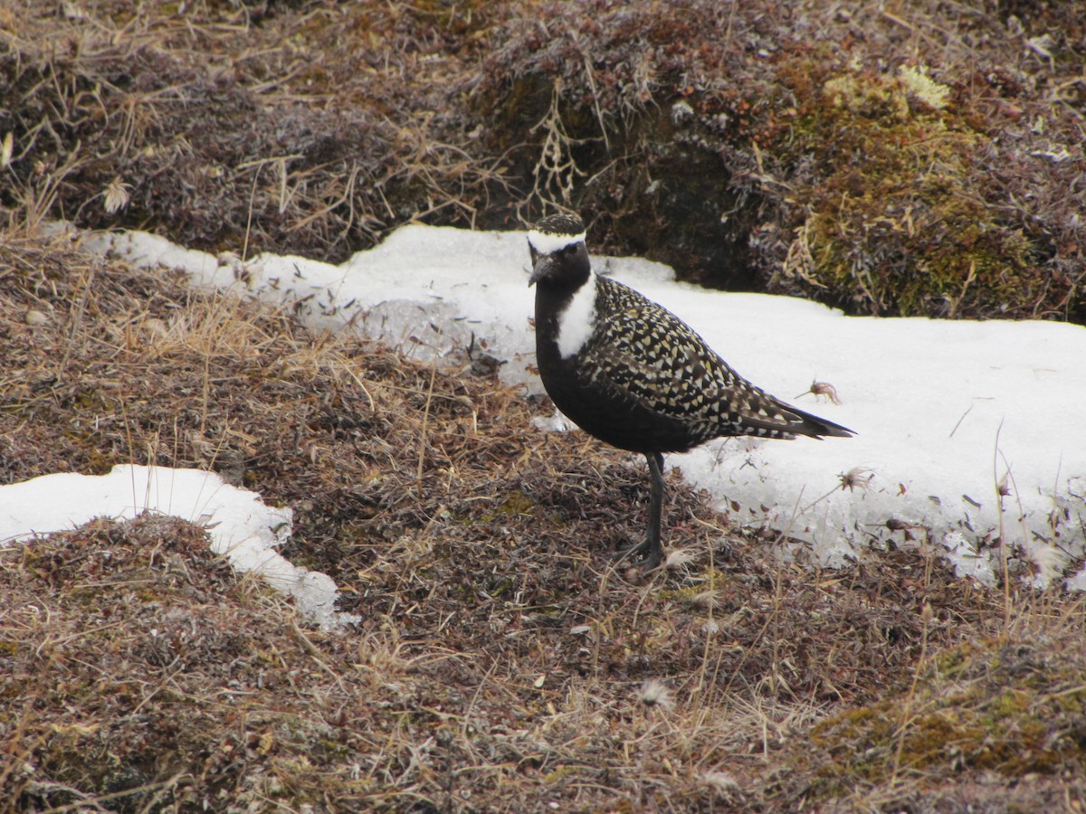 American Golden-Plover - ML186635531