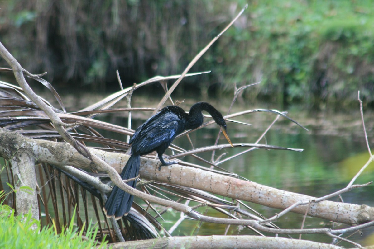 Anhinga - Charlie Doggett