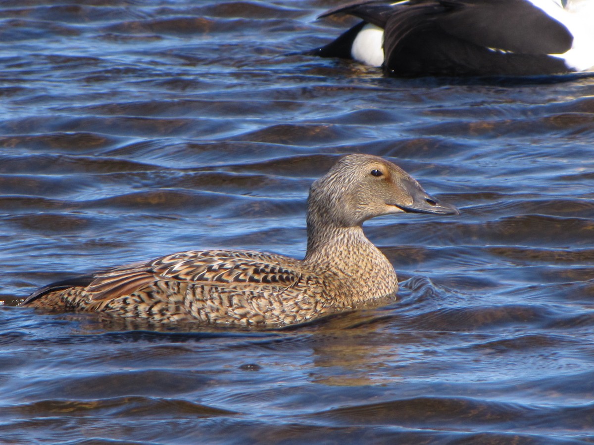 King Eider - ML186636951