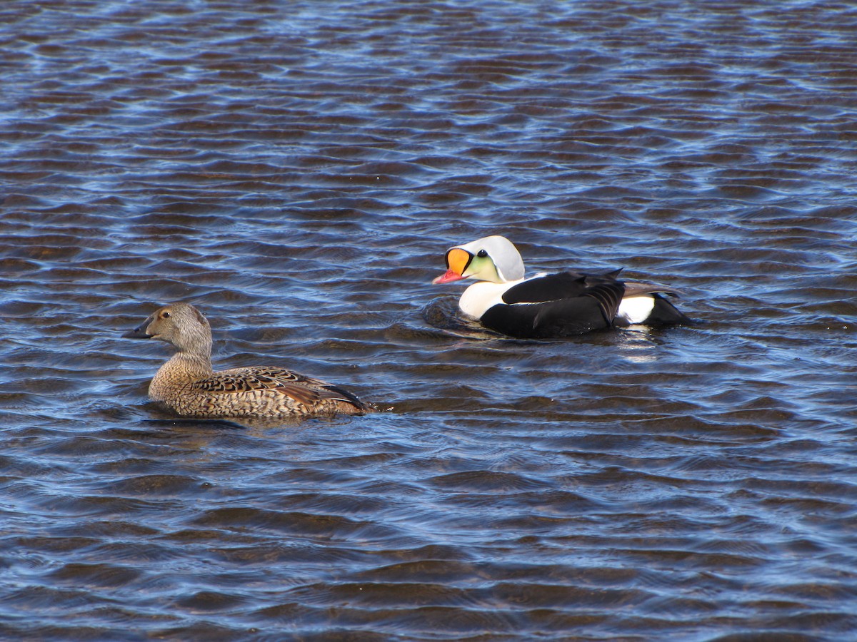 King Eider - ML186636991