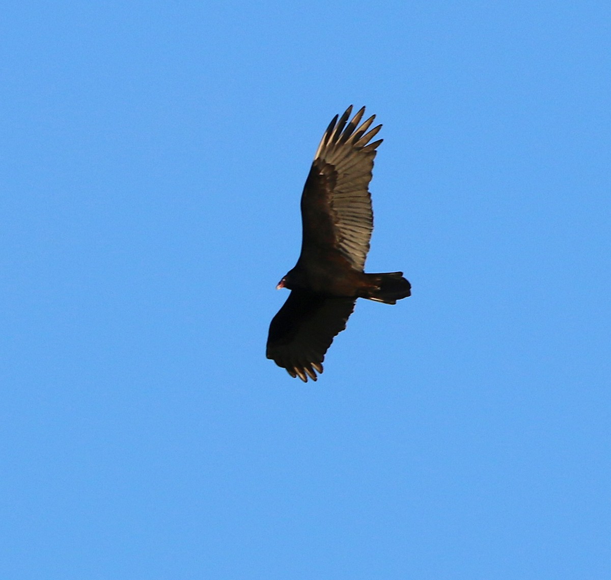 Turkey Vulture - ML186638071