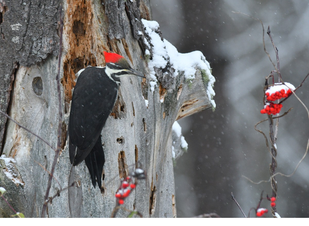 Pileated Woodpecker - ML186638301