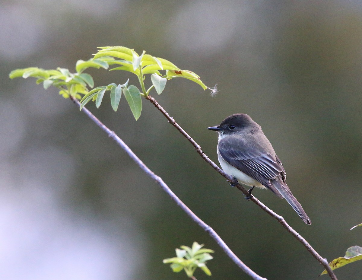 Eastern Phoebe - ML186638451